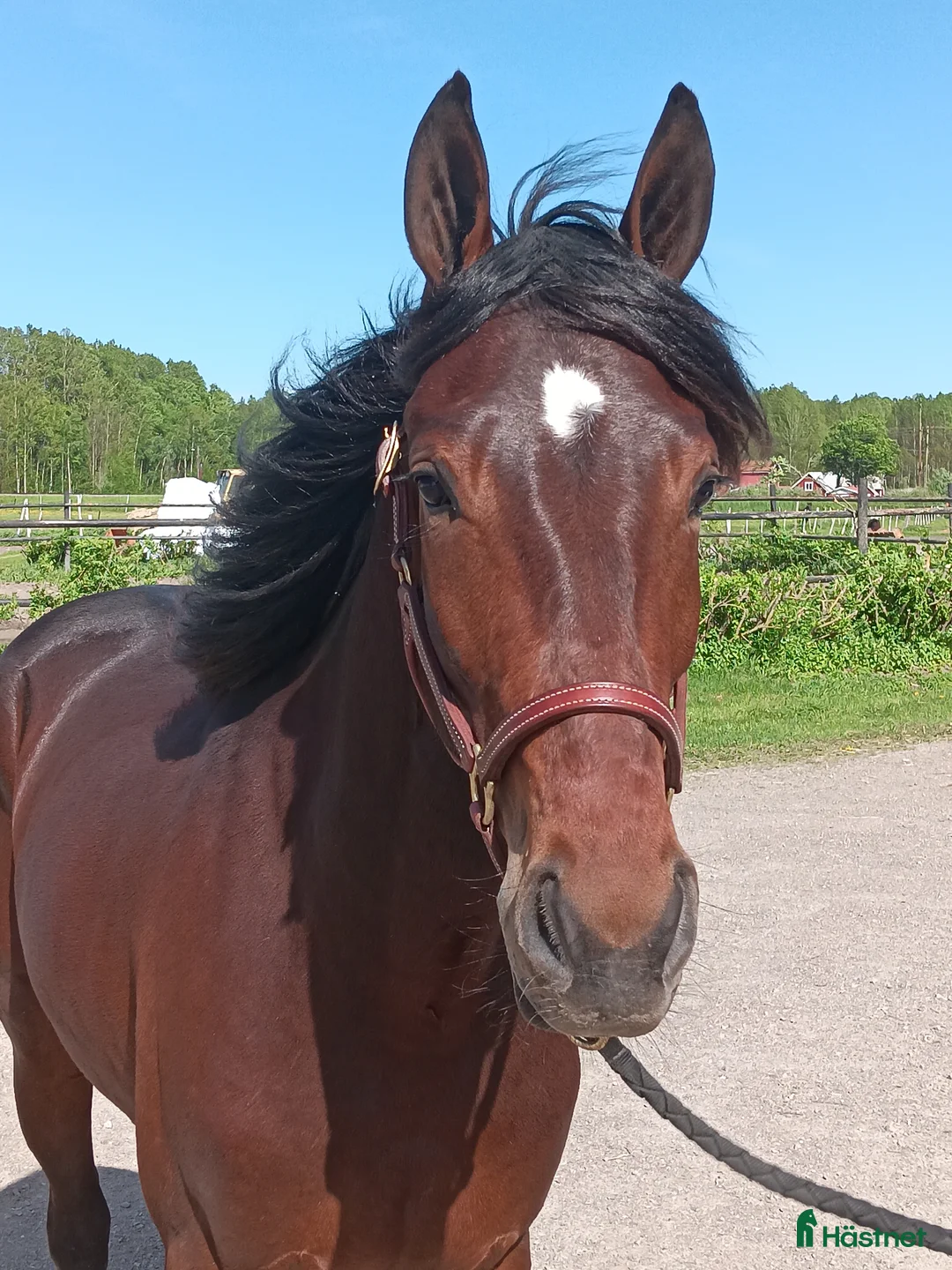 Trav hästar till salu: Fin 2-årig hingst i Örebro - Annons 2