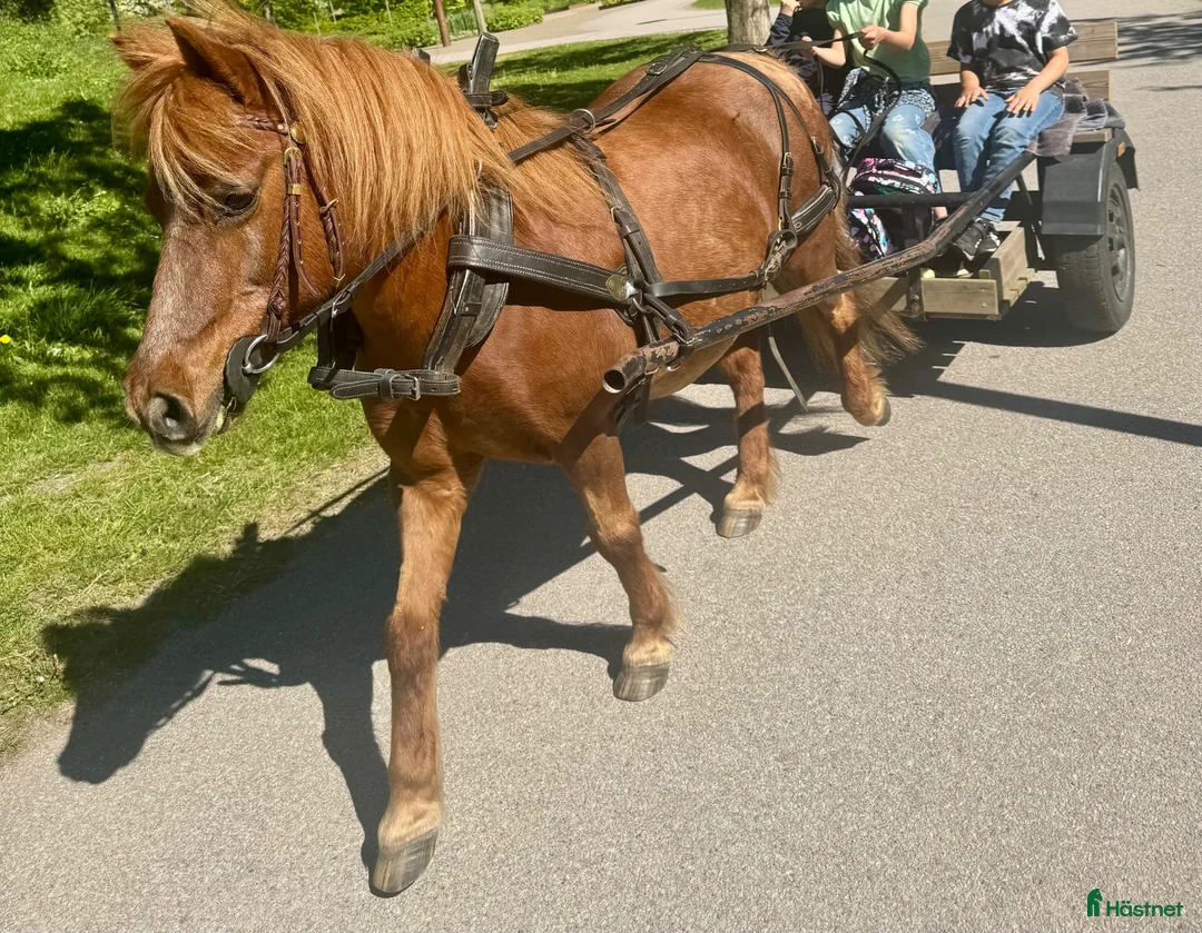 Allround hästar till salu: Rid- och körponny - Annons 2
