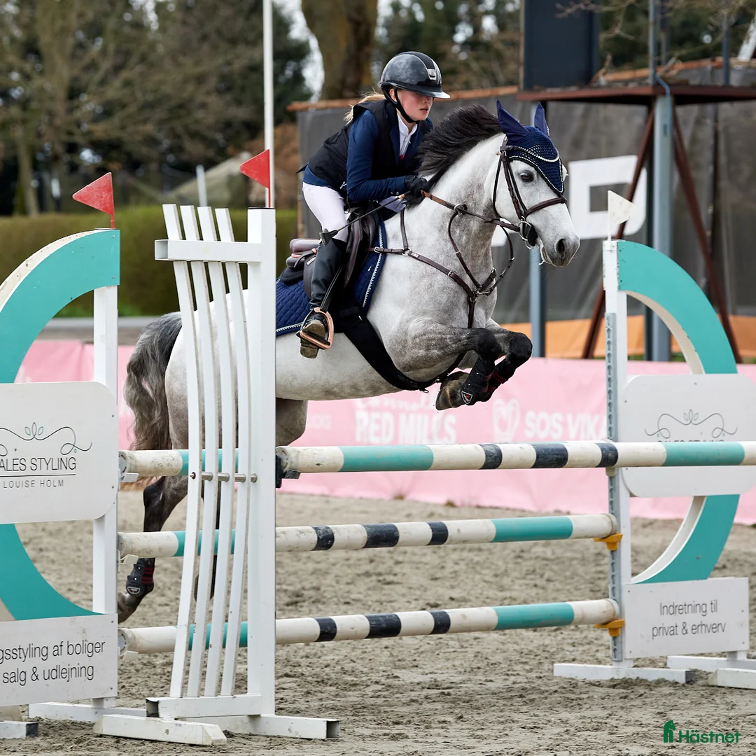 Hoppning hästar till salu: Min bedste ven kan blive din - Annons 1