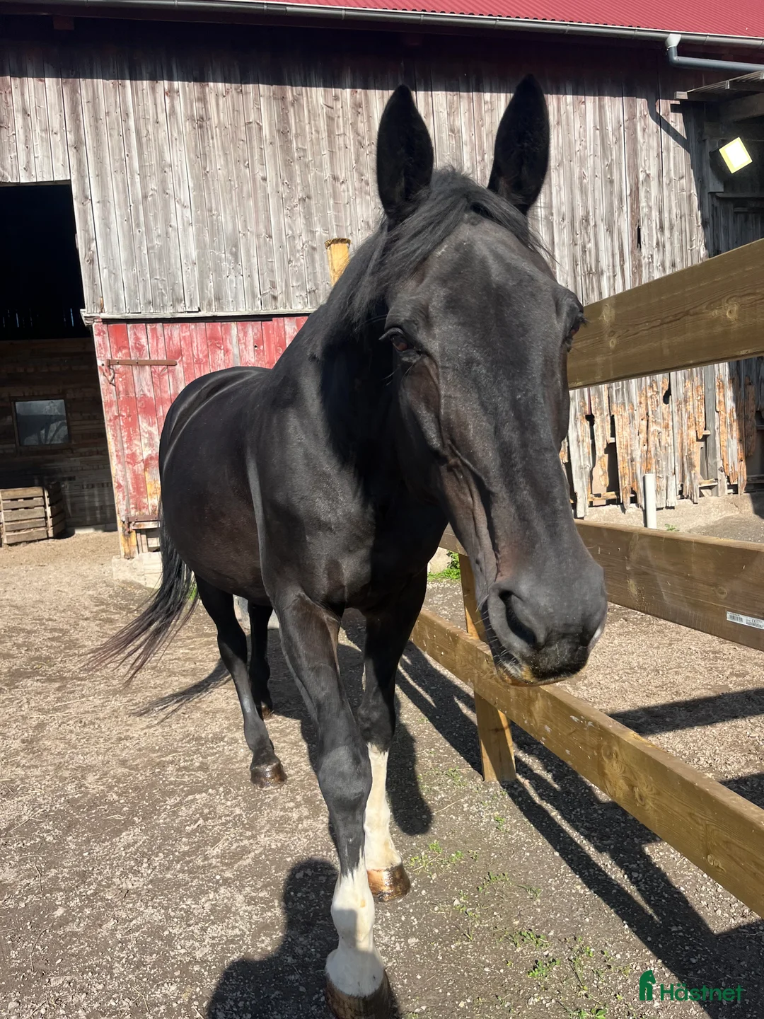 Allround hästar till salu: Aveslto/läromästare/sällskap  i Göteborg - Annons 1