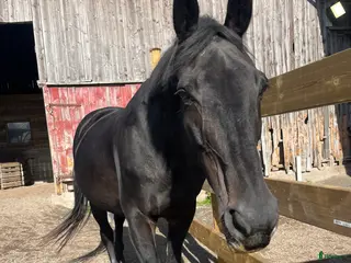 hästar Aveslto/läromästare/sällskap i Göteborg - Annons 4