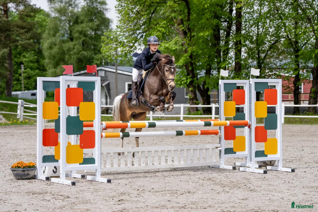 Hoppning hästar till salu: Vakker welsh part bred hoppe i Tønsberg - Annons 1