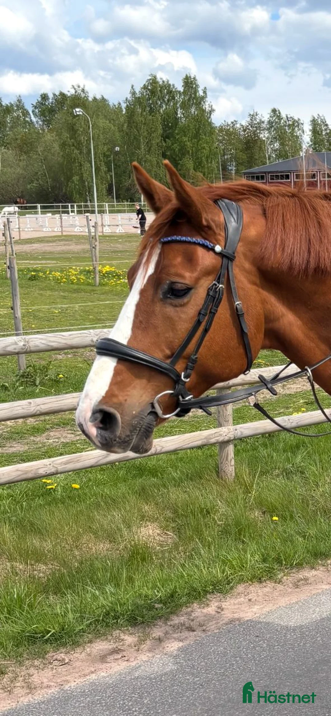 Allround hästar till salu: Game Changer 9 årig valack med stor potential - Annons 2