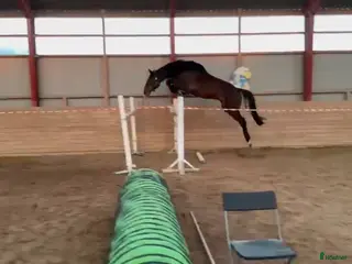 hästar 4-års vallak med stærk springafstamning – “Sofus - Annons 2