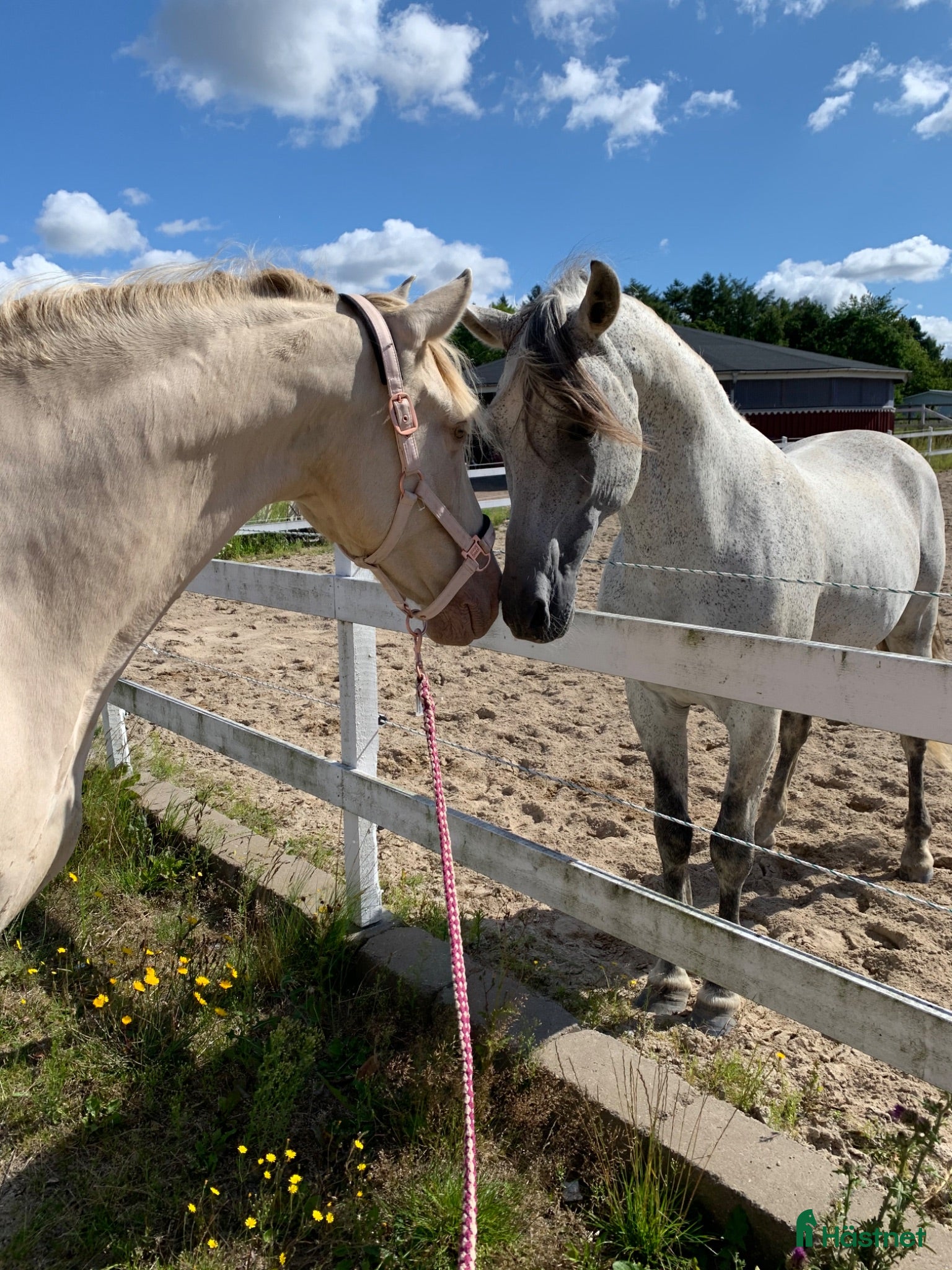  hästjobb Part time job for capable horse person - Annons 1