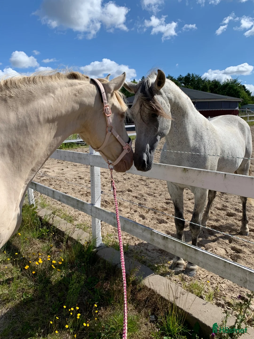  hästjobb finnes: Part time job for capable horse person - Annons 1