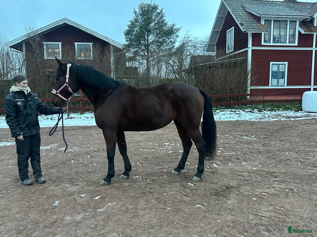 Allround hästar till salu: Sällskap eller skogsmulle i Rättvik - Annons 3