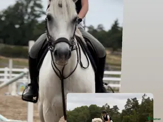 foderhäst Söker foderhäst eller medryttare - Annons 3