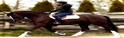 Allround hästar till salu: 5yo Silesian mare, 165 cm – gentle, jumps - Annons 5
