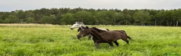  stallplats finnes: Bete - Lovön/Drottningholm🐎🐎🐎 - Annons 1