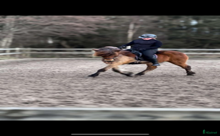  hästar i Onsala - Annons 8