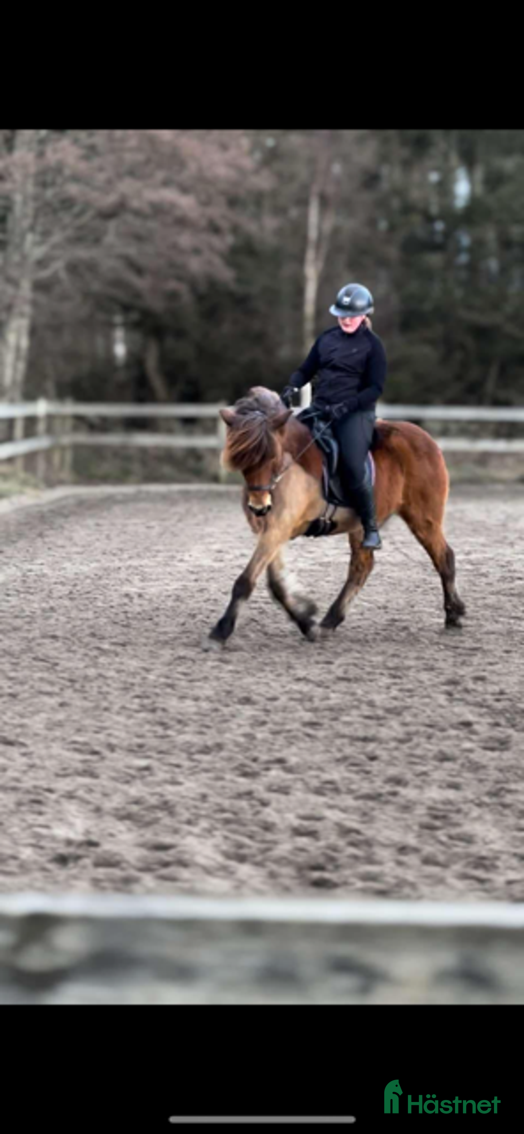 Allround hästar till salu: Intressekoll – trevlig allroundhäst söker rätt hem i Onsala - Annons 2
