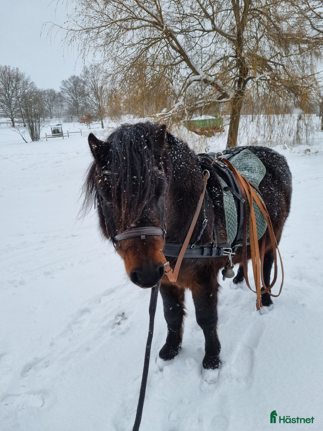 Körning hästar till salu: Körponny i Östansjö - Annons 2