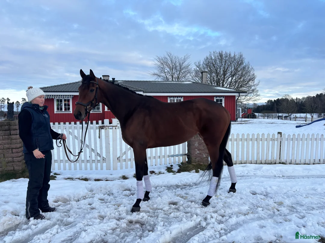 Allround hästar till salu: Kanonfint sto med fina gångarter  i Skara - Annons 2