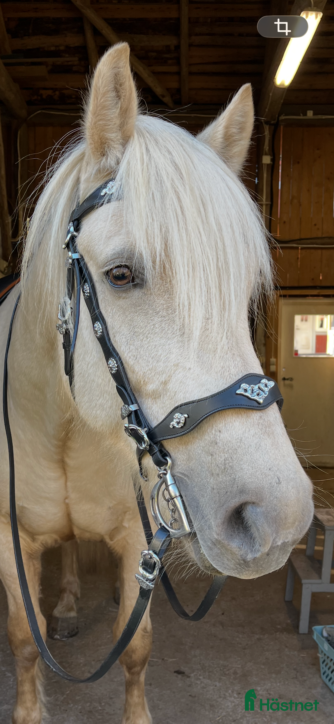  hästar Sällskap/skogsmulle - Annons 20