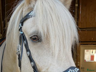 hästar Sällskap/skogsmulle - Annons 10