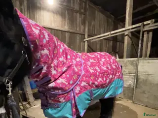 Täcken hästutrustning till salu: Nytt täcke i Umeå - Annons 1