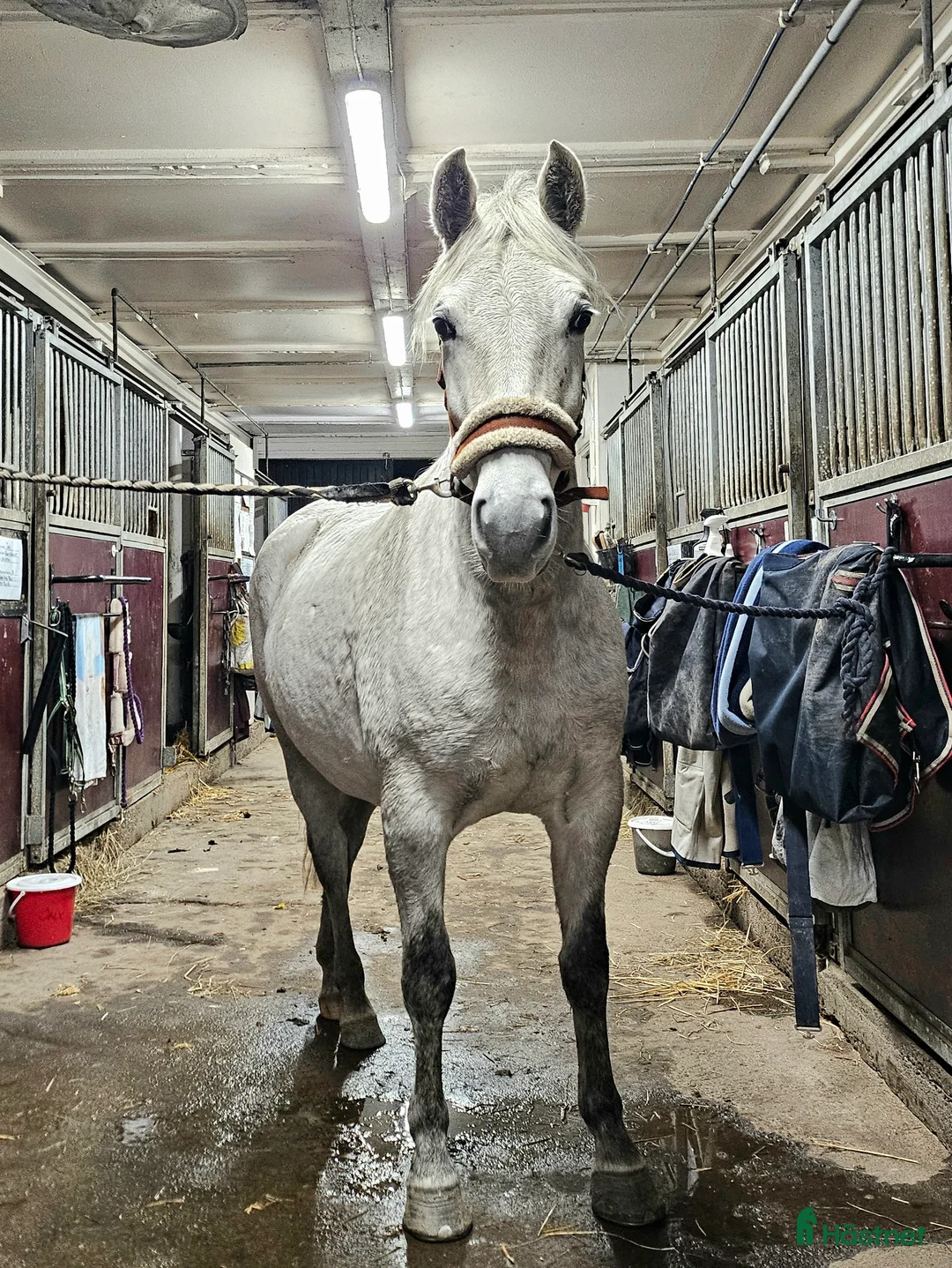 Allround hästar till salu: Sto, f. 2020, efter 30 Favory XXVIII-27 i Norrköping - Annons 3