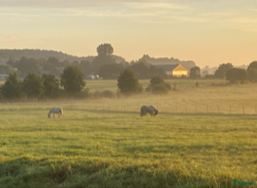  stallplats finnes: Stallplats  i Alingsås - Annons 4
