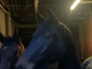 hästar Valack för framtiden i Limhamn - Annons 8