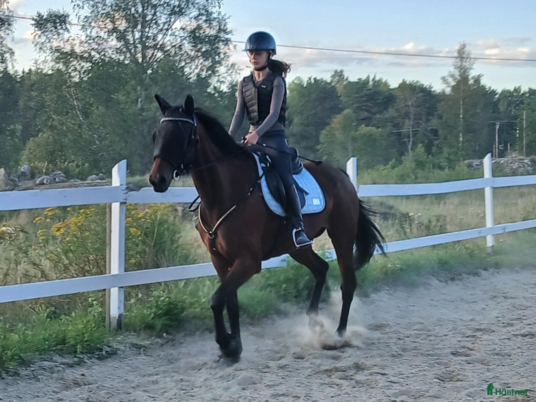  stallplats finnes: Fullskötsel nära Buss i Vallentuna - Annons 4