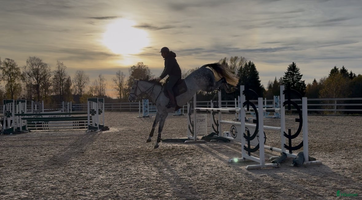  hästar Två superfina hoppston i Sandhem - Annons 1