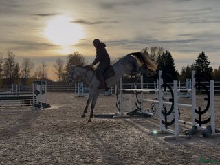hästar Två superfina hoppston i Sandhem - Annons 3