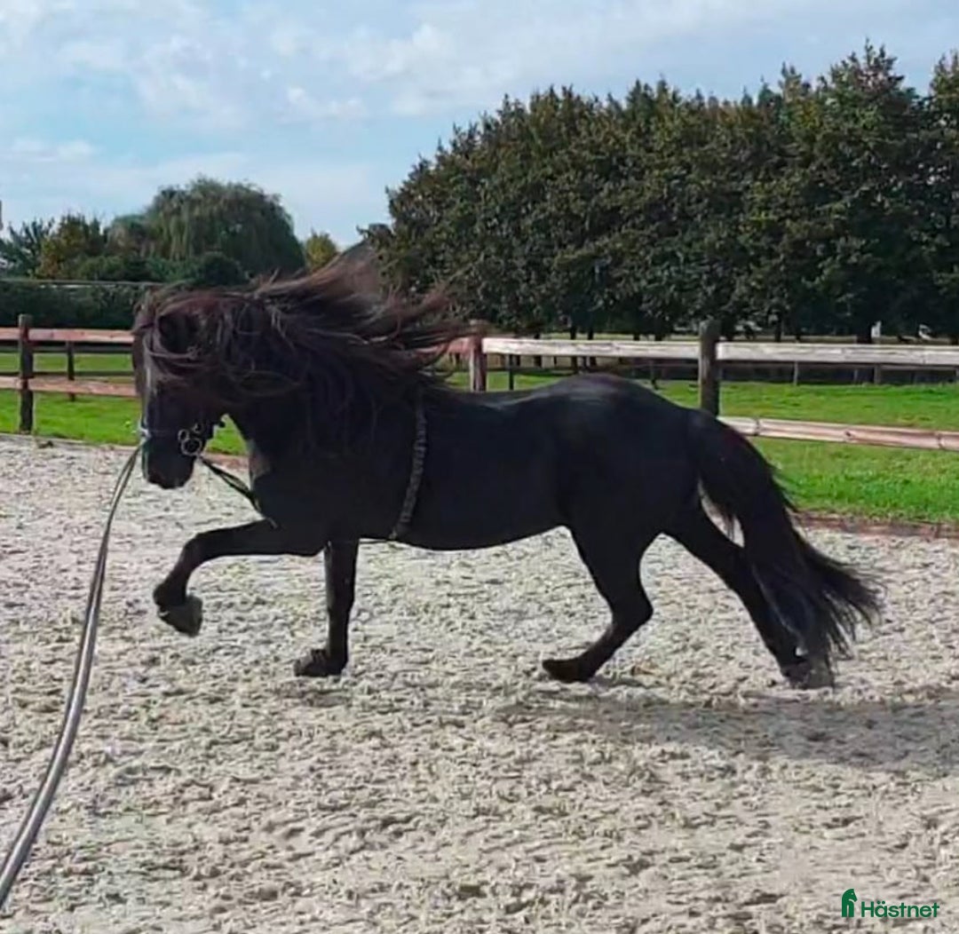 Allround hästar till salu: Världens snällaste islänning 12 år i Söderköping - Annons 15