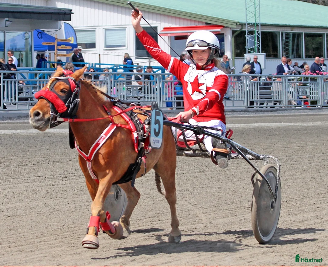 Trav hästar till salu: Olaf - fartfylld och charmig ponnytravare - Annons 3