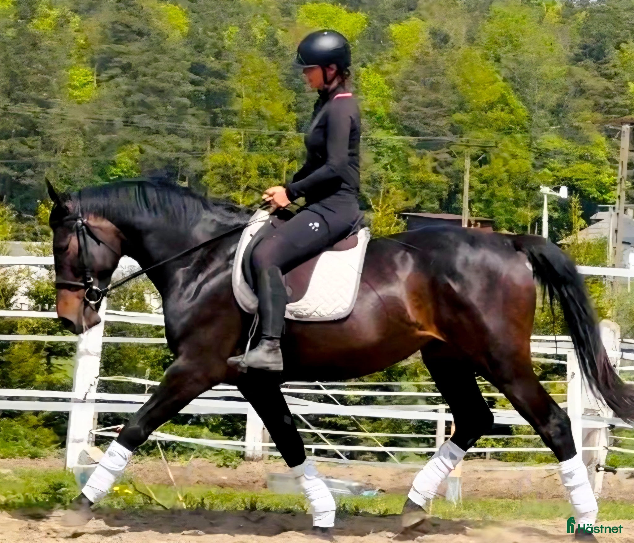  hästar Perfect match for the next adventure - Annons 1