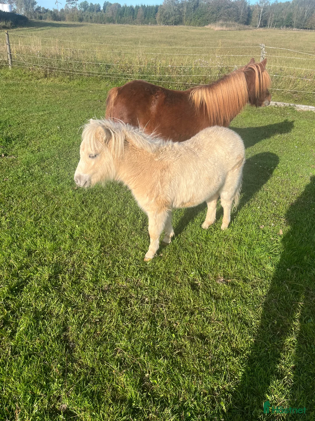 Övrigt hästar till salu: Minishetland föl i Falköping - Annons 7