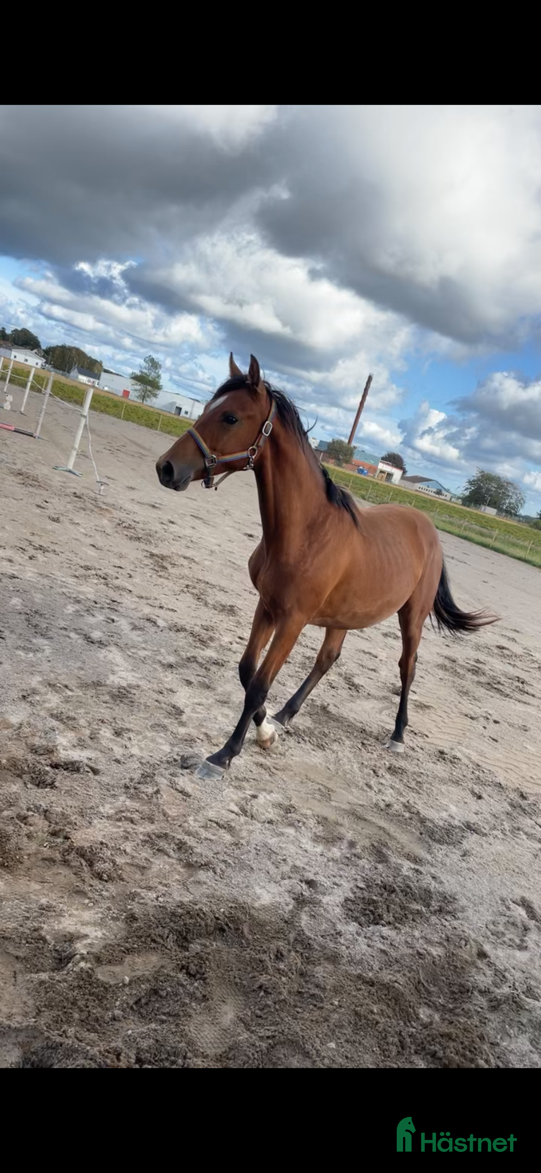Allround hästar till salu: Trevlig och fin 1-åring säljes i Laholm - Annons 2