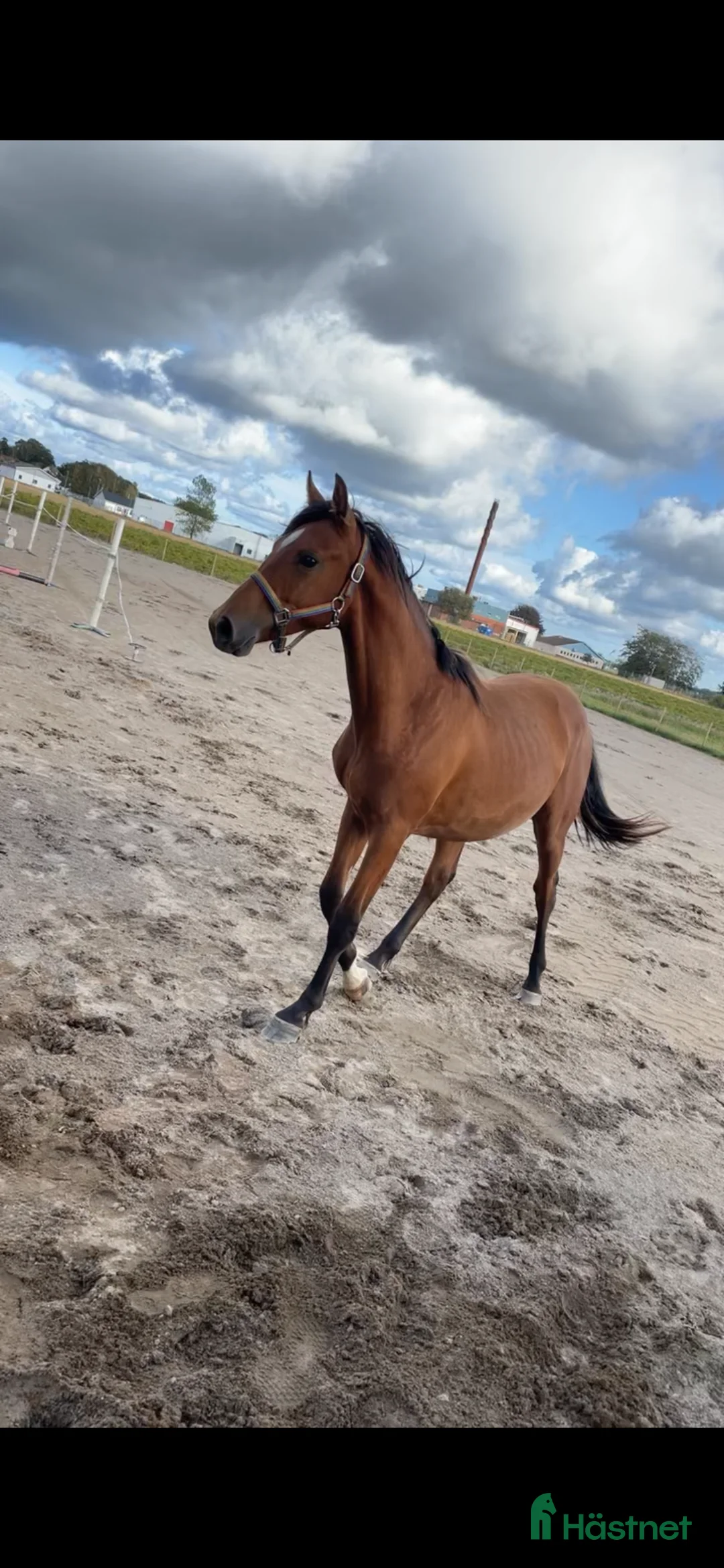 Allround hästar till salu: Trevlig och fin 1-åring säljes i Laholm - Annons 2
