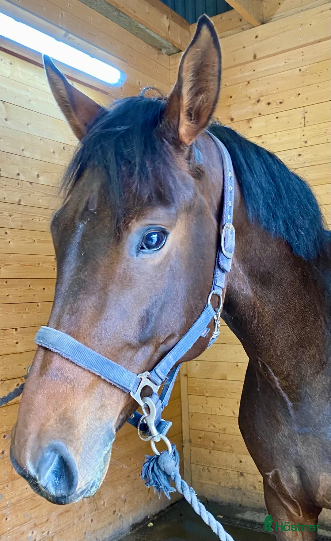 Dressyr hästar till salu: Lovande 4-årssto - Annons 2