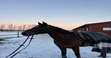  hästar i Ystad - Annons 6