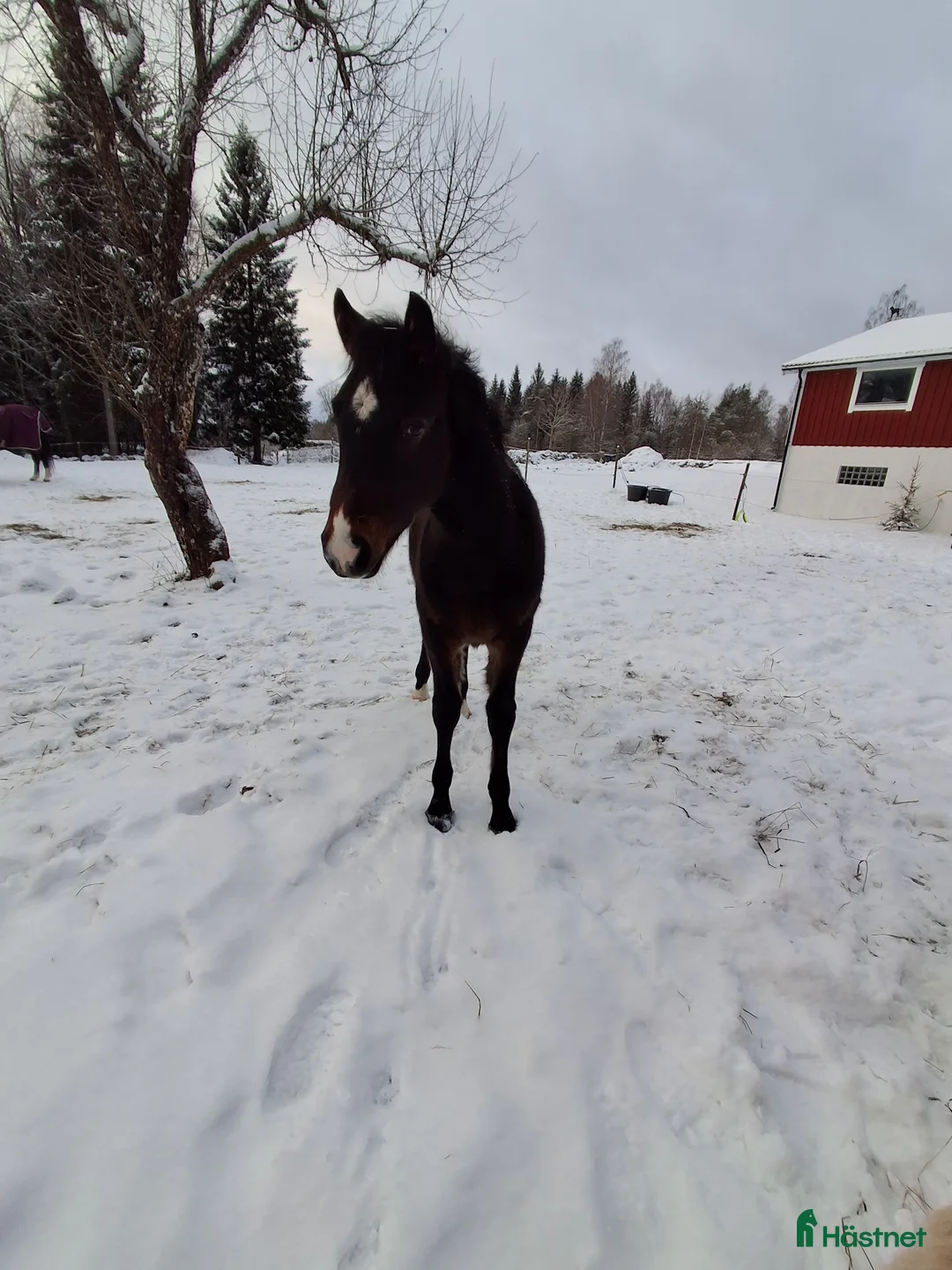 Allround hästar till salu: Charmig welsh partbred hingst 🌟 - Annons 6