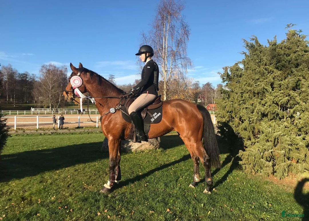 Hoppning hästar till salu: Golden cross stoföl e Favorit Ask   i Hjo - Annons 7