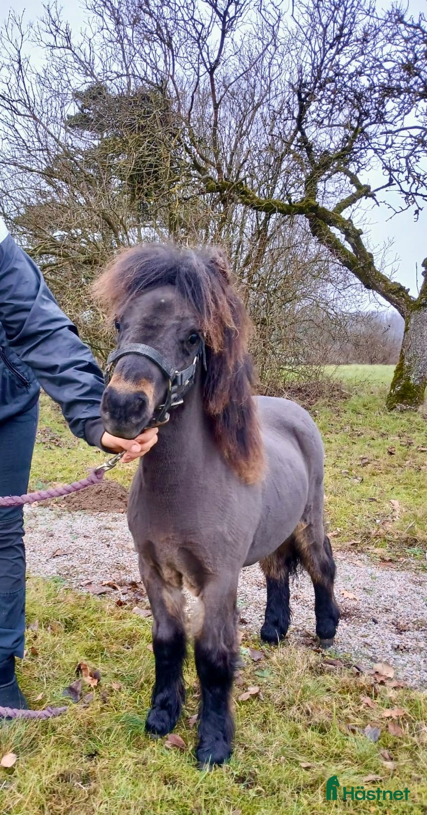  hästar Shetlamdsponny Lovande hingstföl  i Hästveda - Annons 1