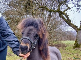 hästar Shetlamdsponny Lovande hingstföl i Hästveda - Annons 1
