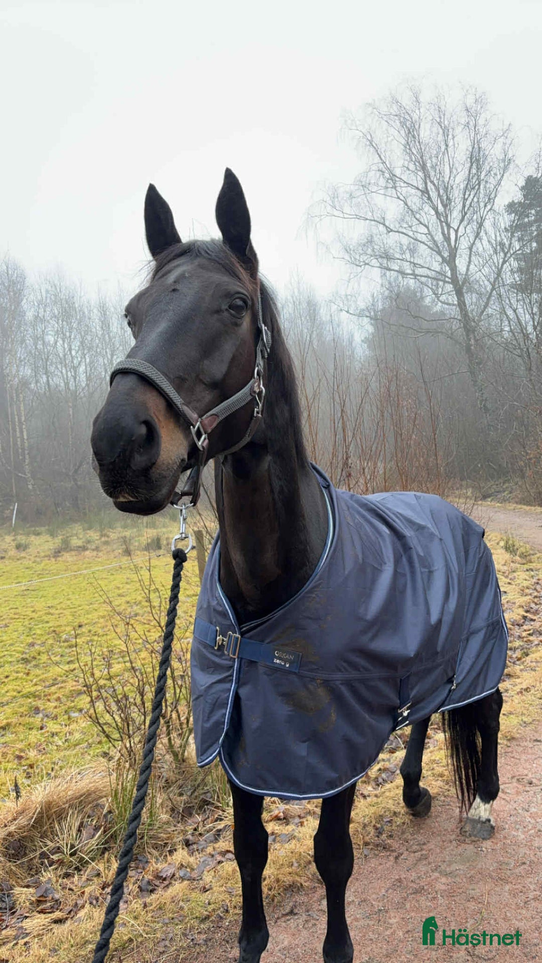 Dressyr hästar till salu: Vackert sto för lättare ridning.  i Torslanda - Annons 4