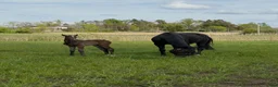 Fälttävlan hästar till salu: Fälttävlan eller hoppning 🐎 - Annons 3