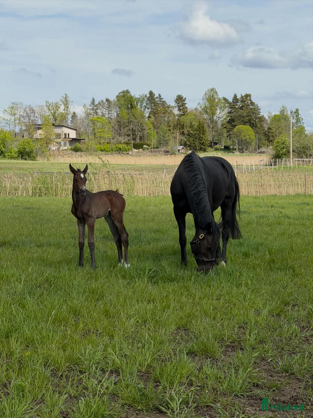 Fälttävlan hästar till salu: Fälttävlan eller hoppning 🐎 - Annons 3