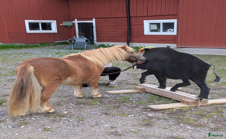  hästar i Katrineholm - Annons 14