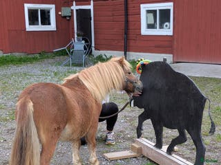 hästar Ridet och kört sto+unghingstar i Katrineholm - Annons 11