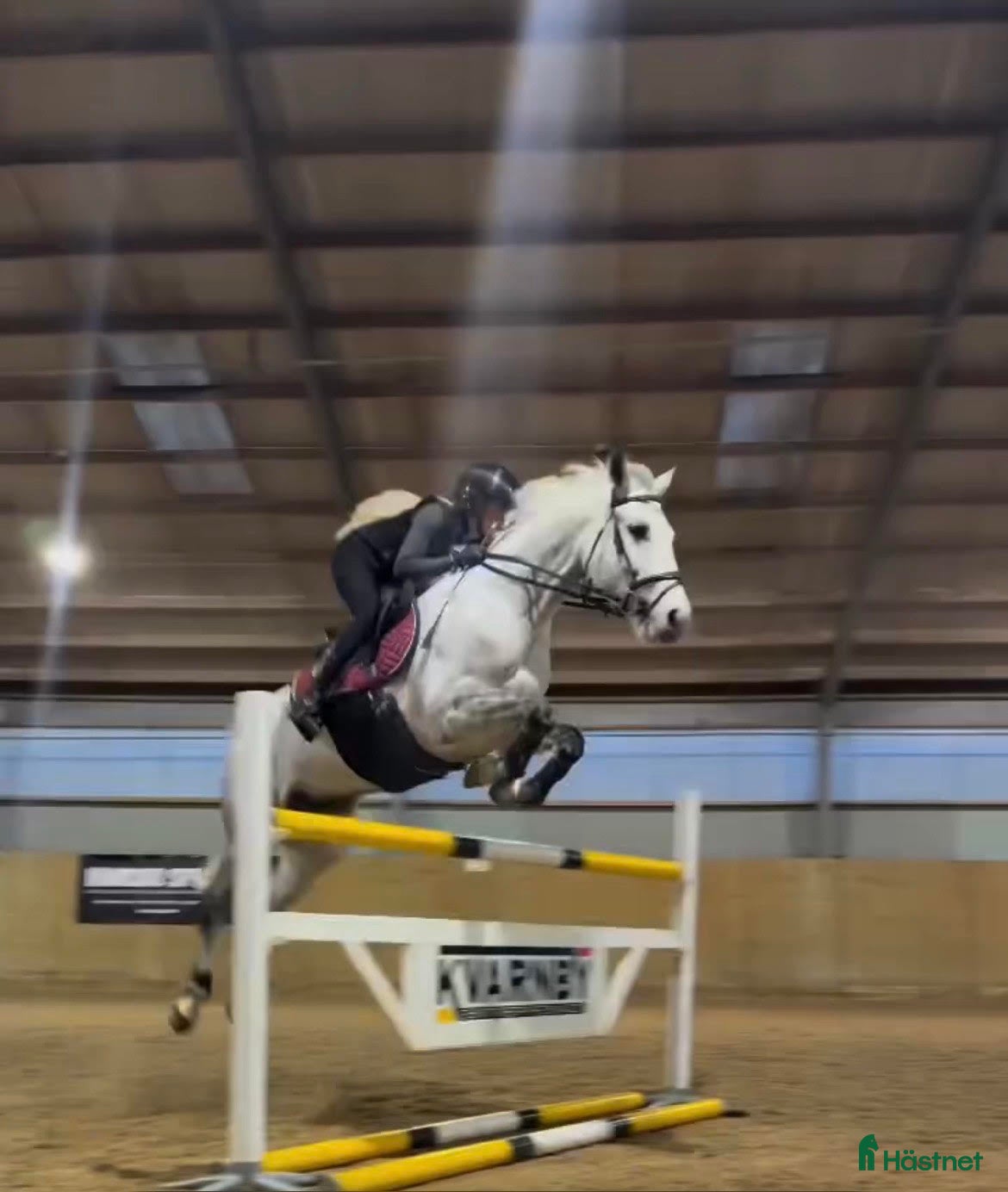  hästar Myntas barnbarn - Annons 1