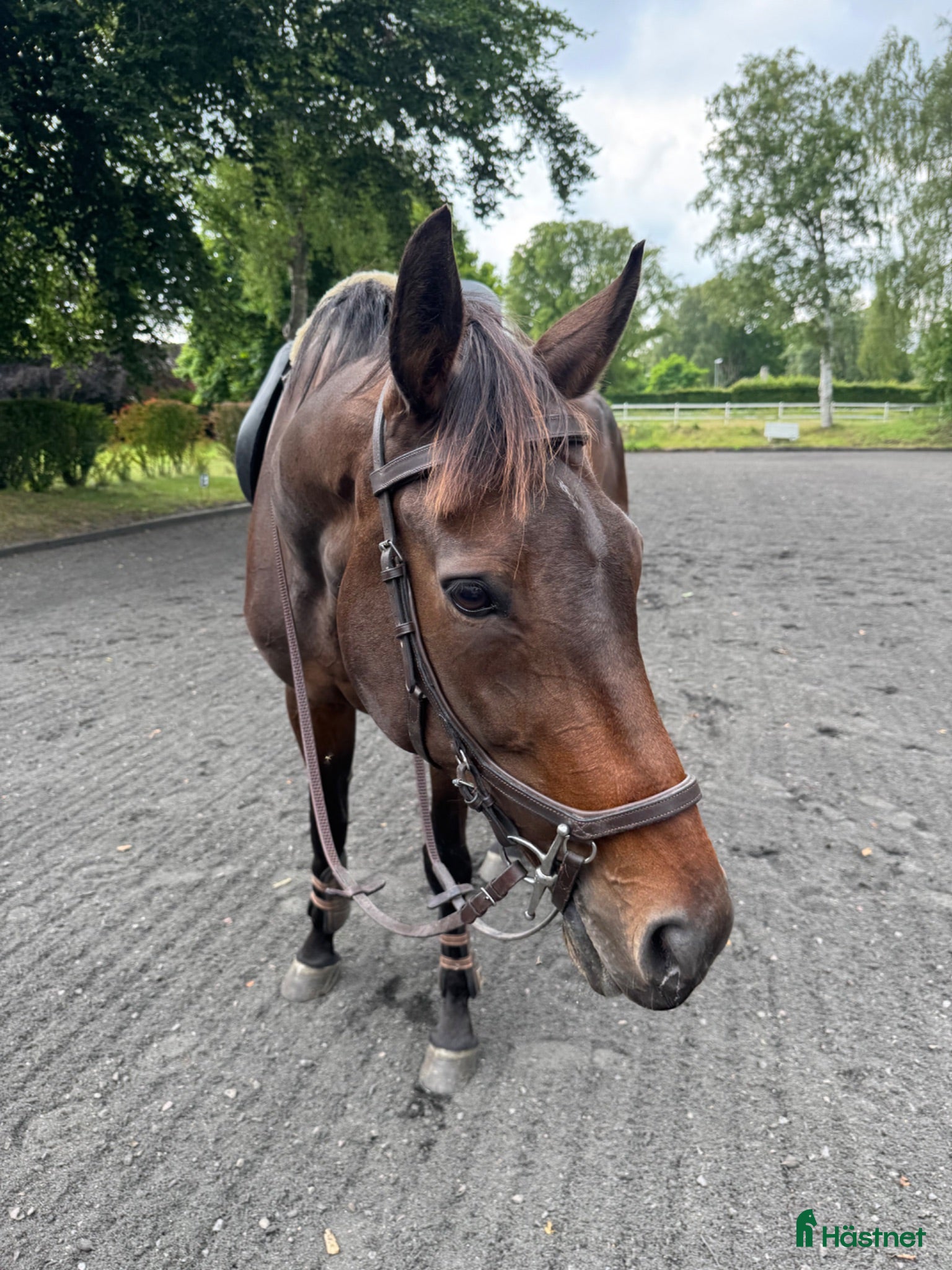  hästar Finaste och charmigaste Angelia  - Annons 2