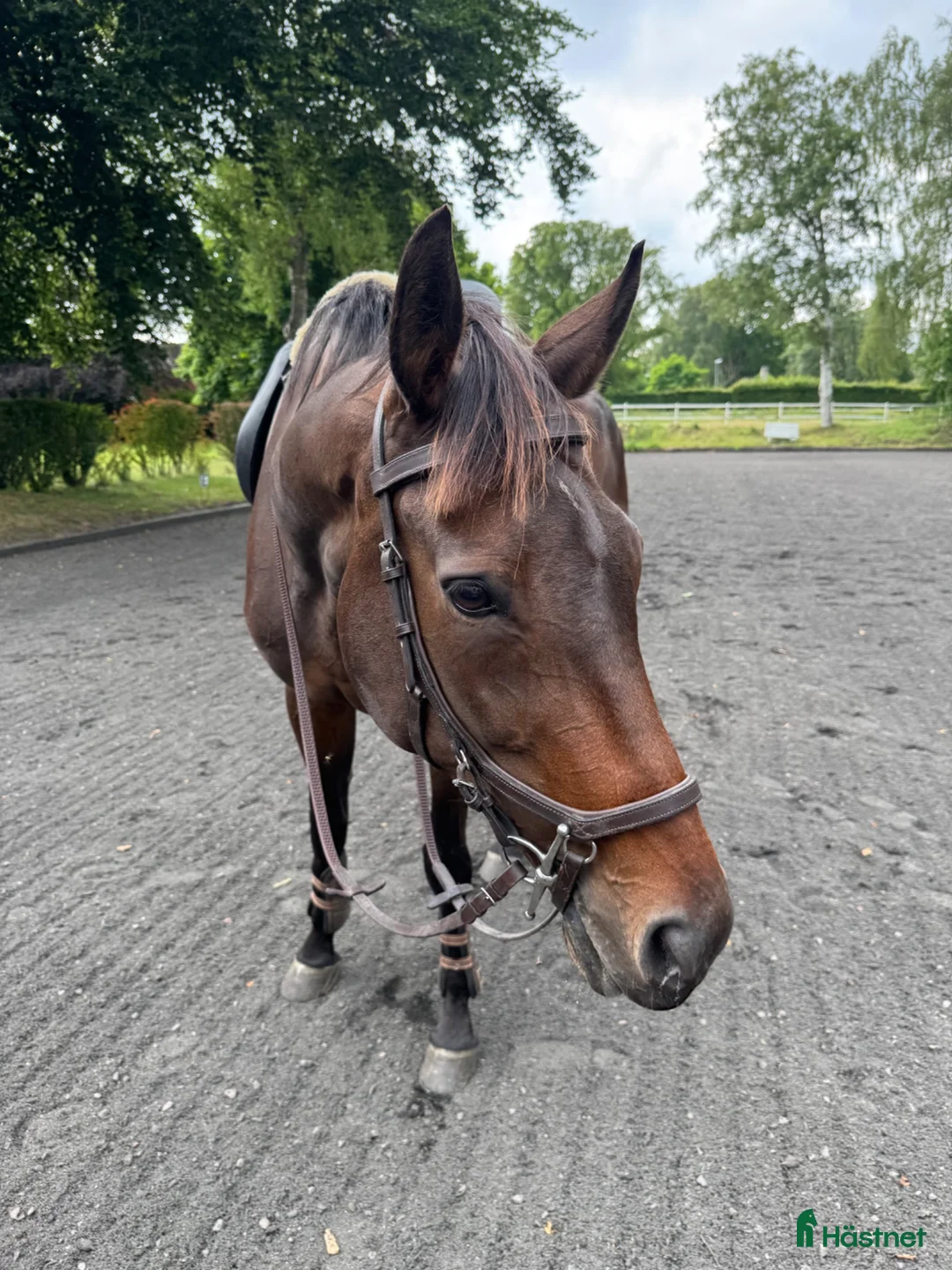 Allround hästar till salu: Finaste och charmigaste Angelia  i Höör - Annons 1