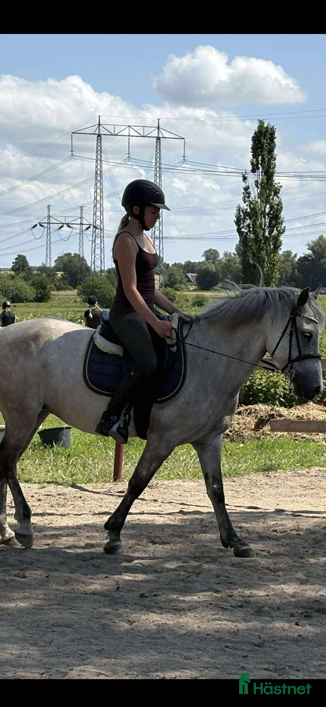 Allround hästar till salu: Fin B-ponny / tävlings ponny - Annons 12