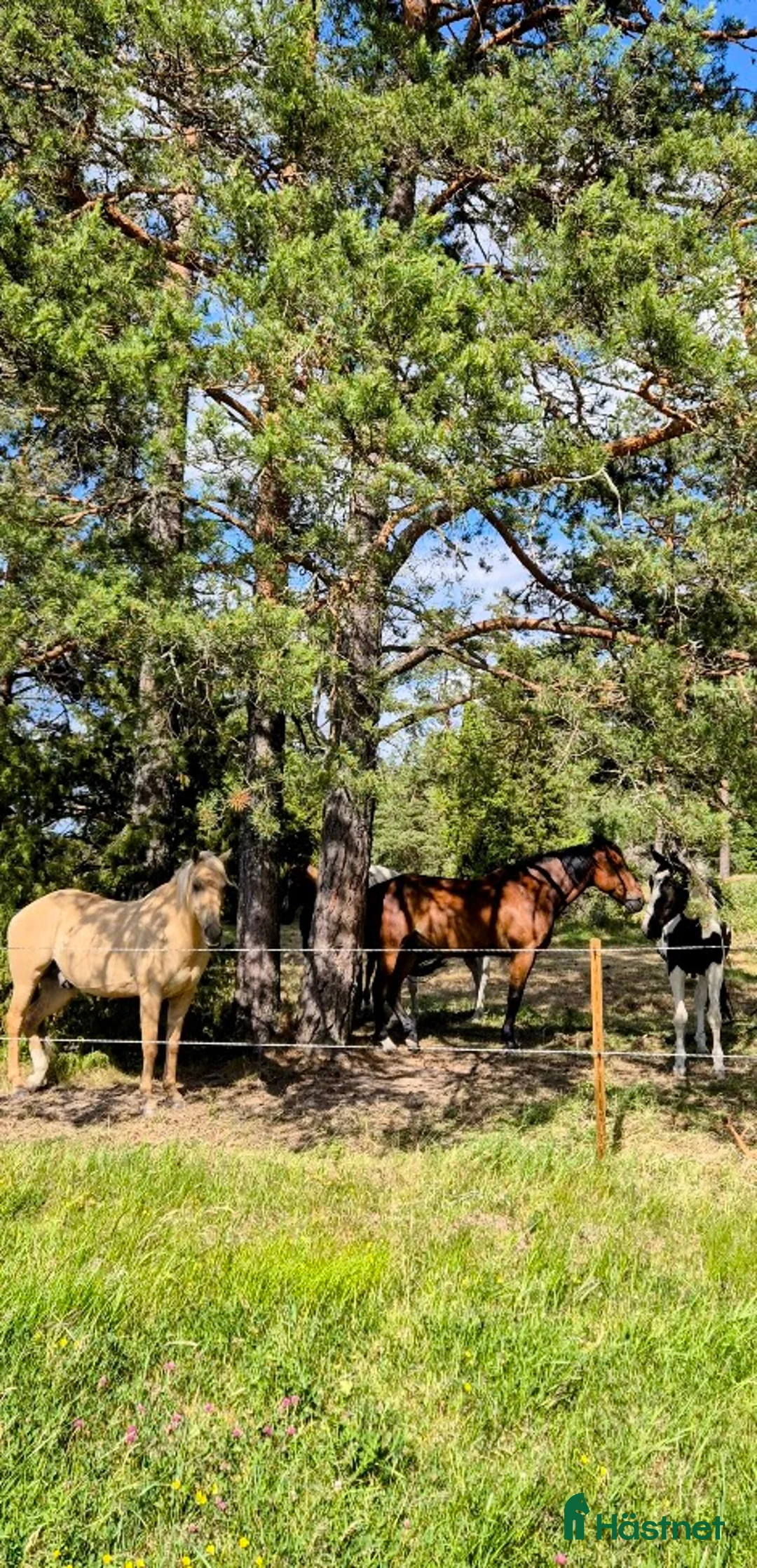  stallplats finnes: Lösdrift i Tullinge i Tullinge - Annons 4
