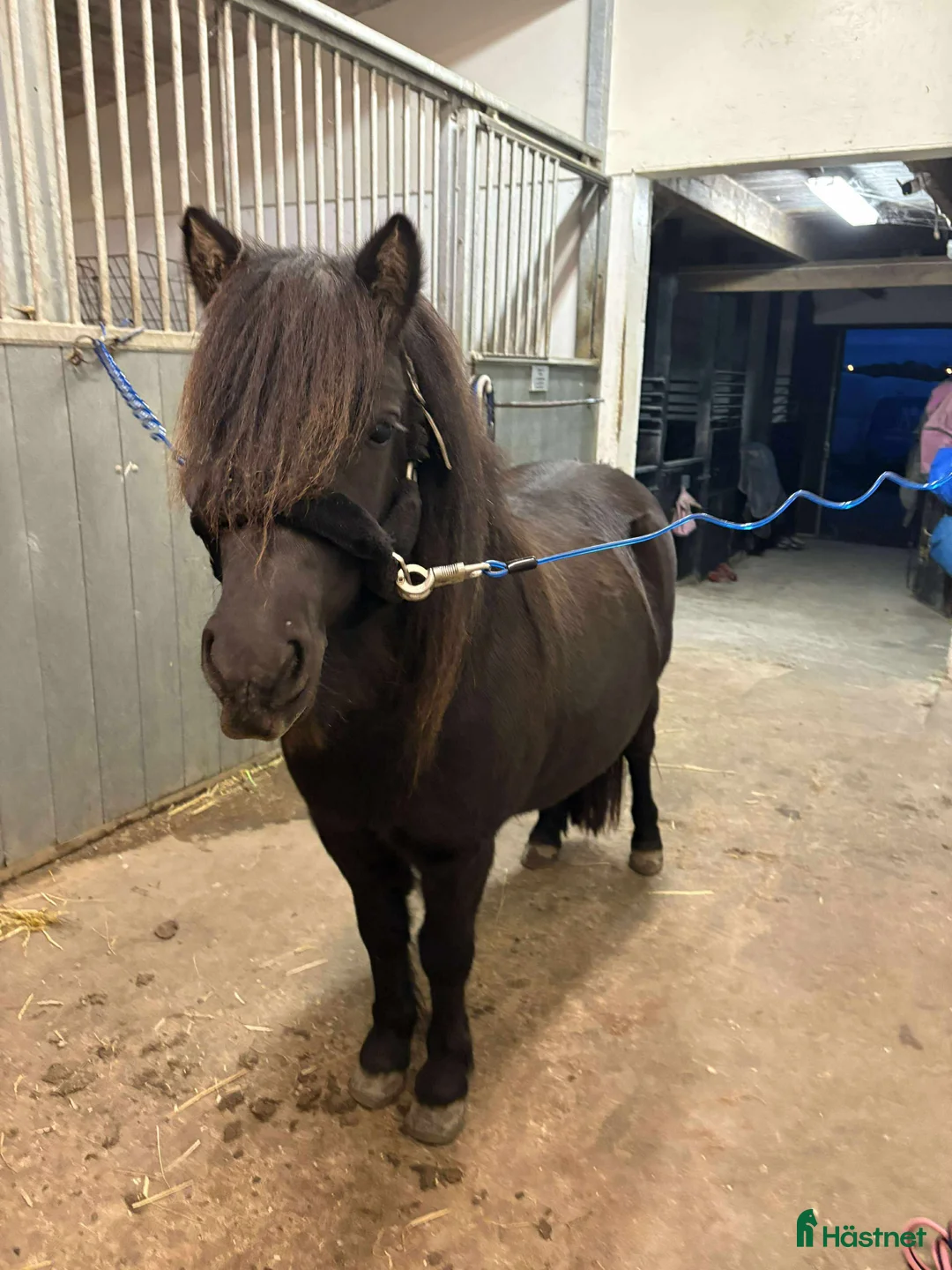 Trav hästar till salu: Blivande stjärna. - Annons 2